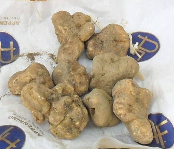 fine-white-truffles